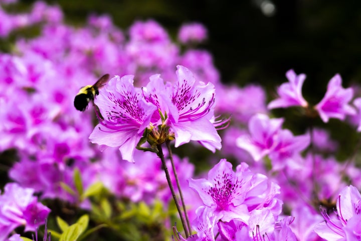 Be careful that your cat or dog does not eat this flower in large quantities.