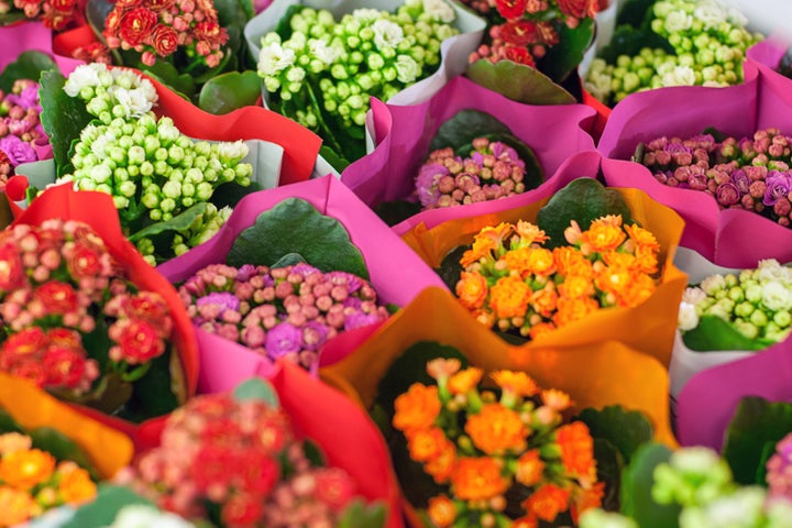 Kalanchoe flowers can be dangerous if consumed by your pet.