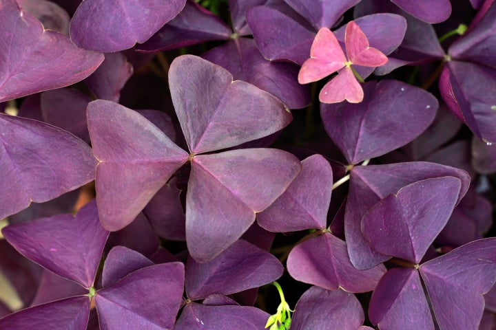 Shamrock plants, like Oxalis triangularis, or false shamrock, have soluble calcium oxylates that can be absorbed by your pet and cause kidney damage.