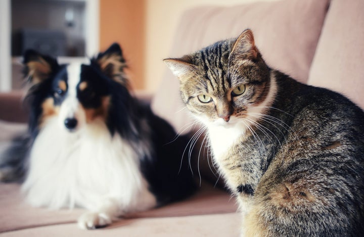 Think your cat won't eat that plant? Think again. They may already be plotting it.