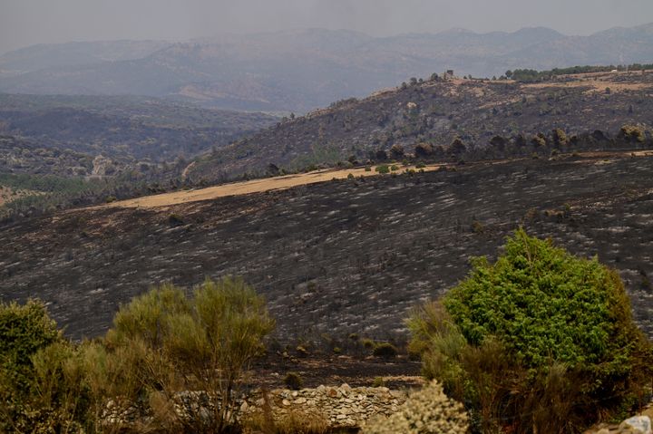 Área quemada en Cebreros, cerca de Ávila.