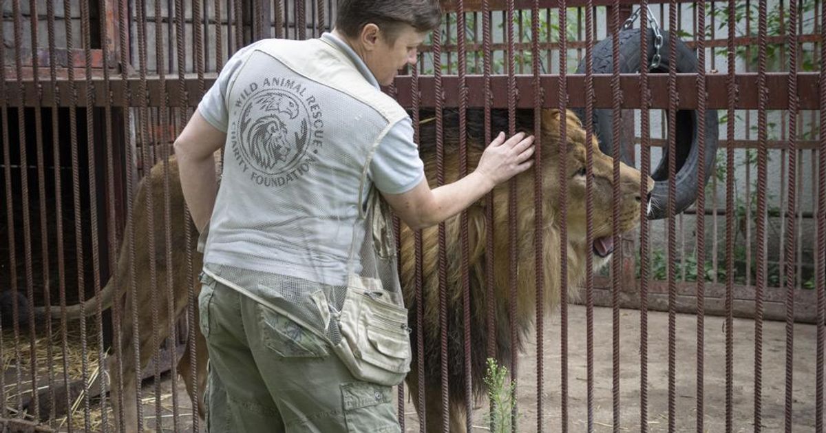 L’Ukrainien sauve des animaux sauvages des champs de bataille et leur trouve un foyer