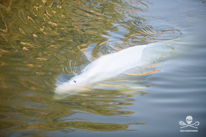 In this image, taken by environmental group Sea Shepherd, shows a Beluga whale in the Seine river in Notre Dame de la Garenne, west of Paris, Monday, Aug. 8, 2022. 