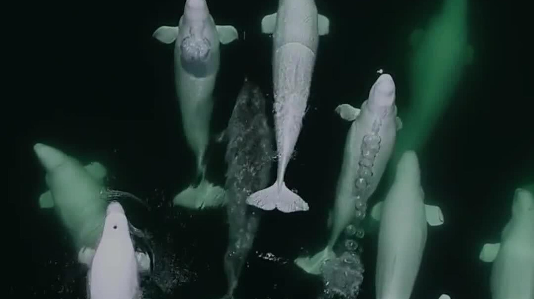 marine mammal beluga whale gif