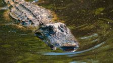 , Floridian Hospitalized After Alligator Bites His Face During Swim