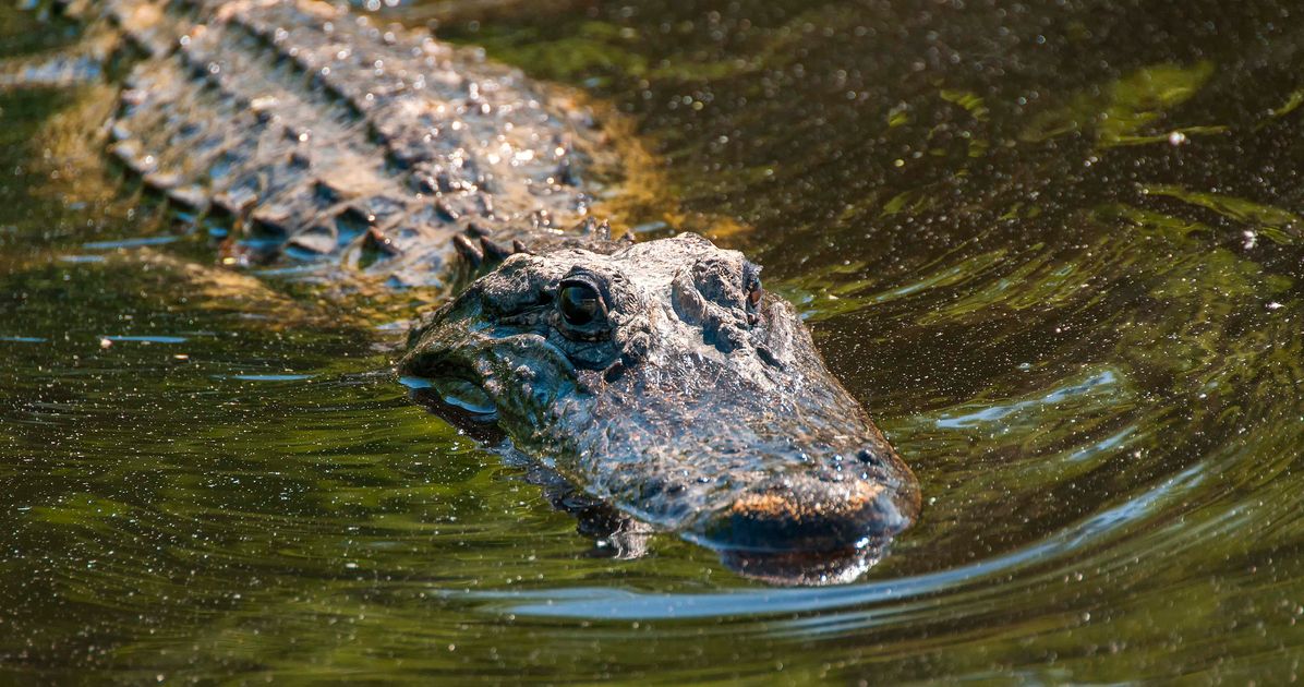 Floridian Hospitalized After Alligator Bites His Face During Swim ...