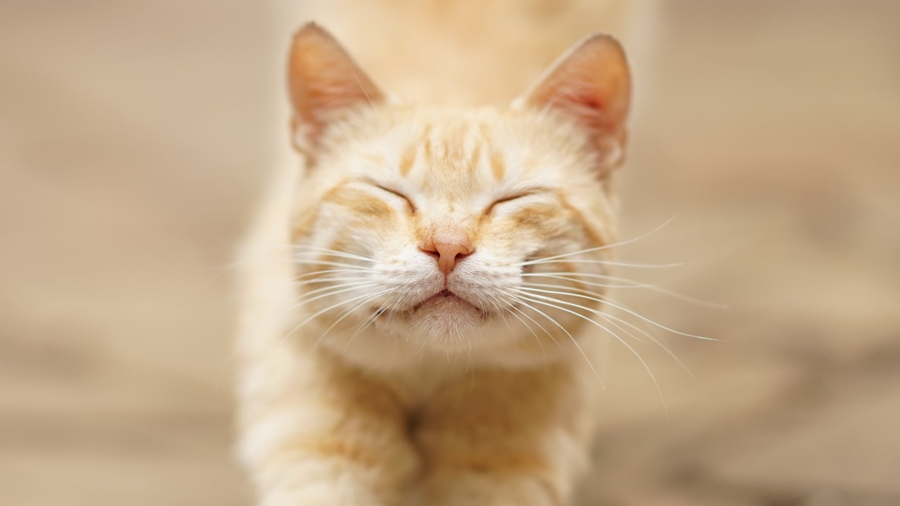 Stowaway Cat Finds Fame After Secretly Joining Her Family's Road Trip