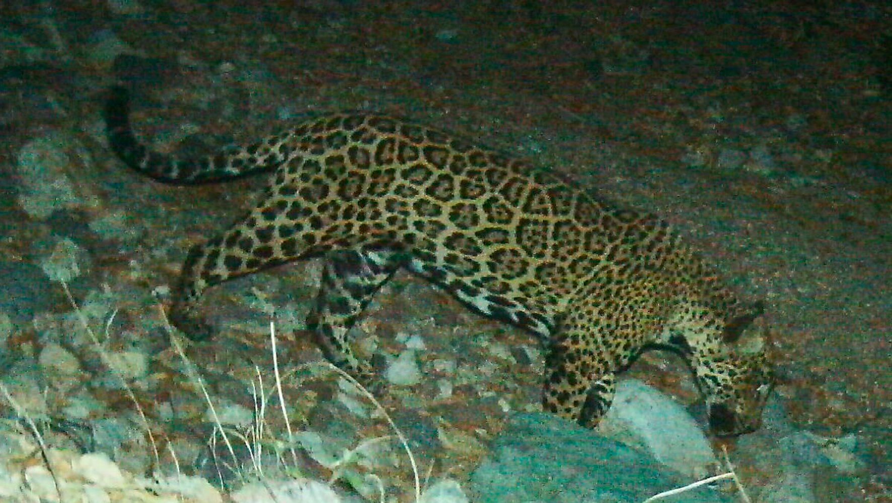 Famed Jaguar Photographed After Crossing U.S.-Mexico Border