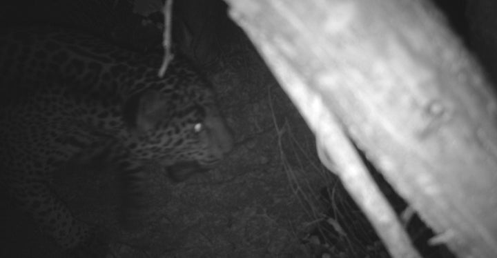 A jaguar prowls in Sonora, Mexico in this 2021 photo provided by the Protección de la Fauna Mexicana, A.C. and the Borderlands Linkages Initiative.