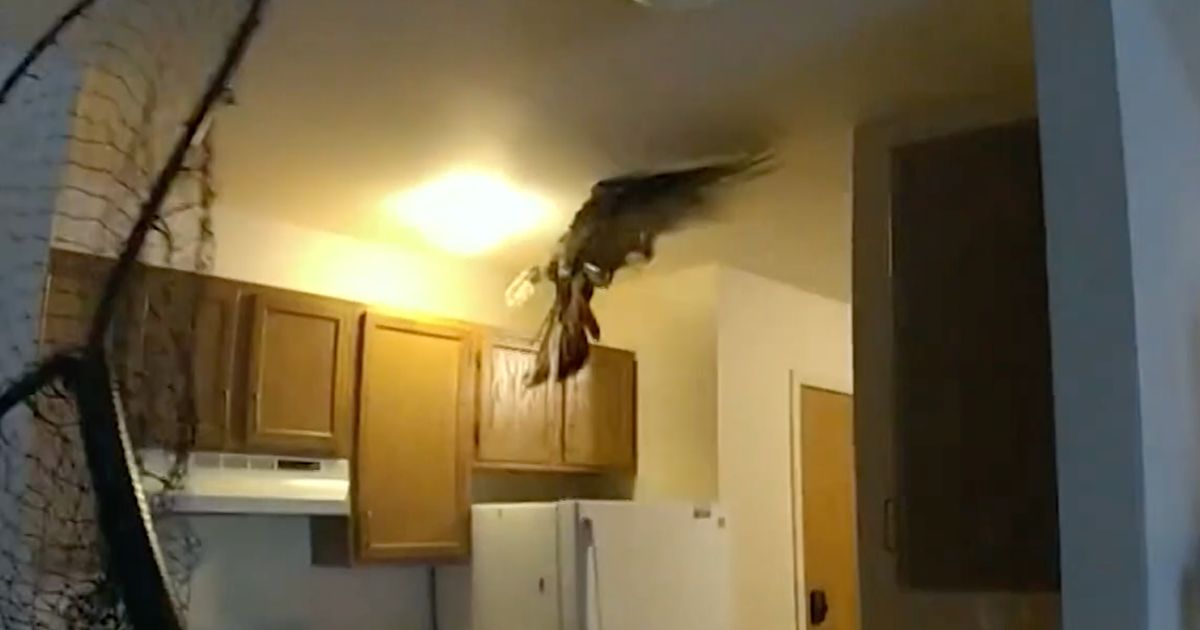 Feathers Fly As Wild Turkey Dodges Cops In Slapstick Apartment Chase
