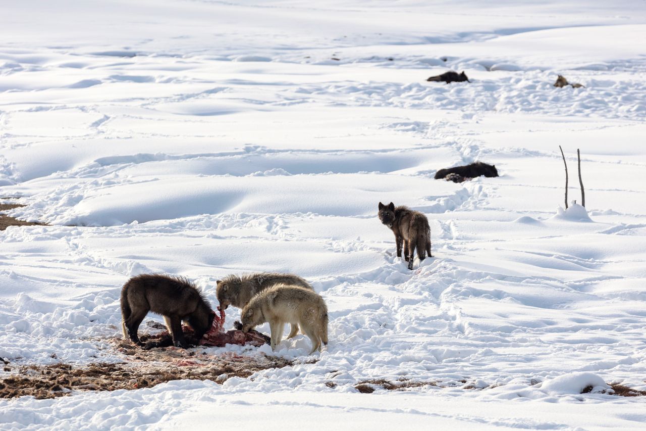 Wolves from the Wapiti Lake pack feed on a dead bison in Yellowstone National Park, in Wyoming, in January 2018. 