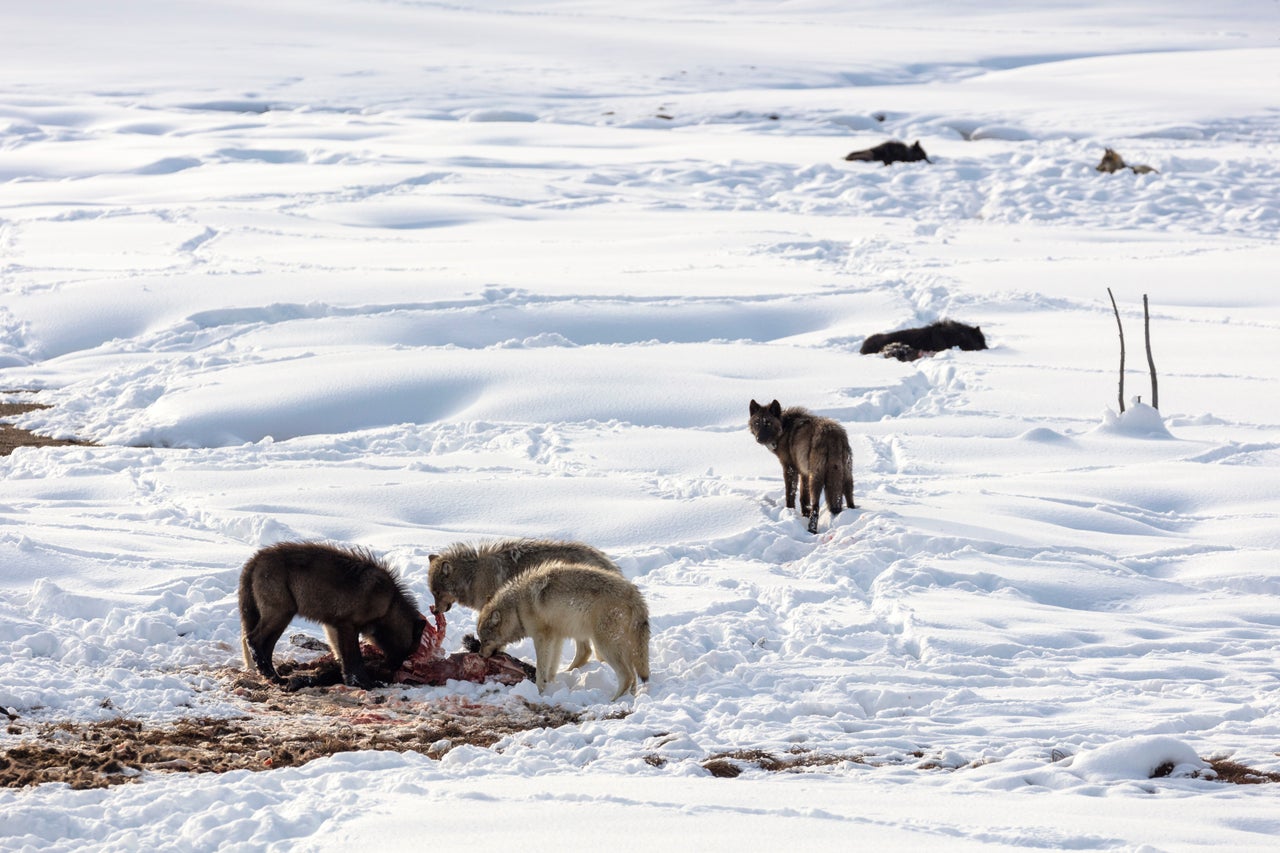 Wolves from the Wapiti Lake pack feed on a dead bison in Yellowstone National Park, in Wyoming, in January 2018.