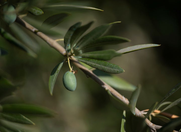 Cultivo del olivar.