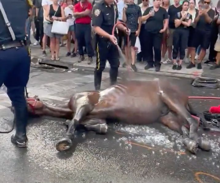 A carriage horse collapsed on a Manhattan street.