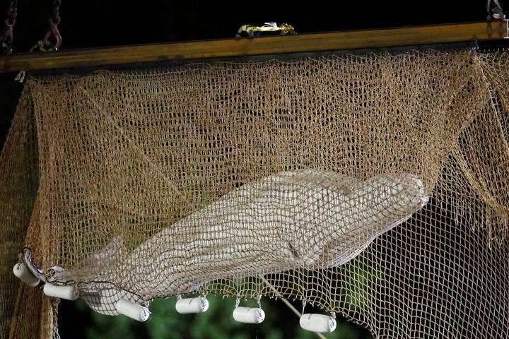 セーヌ川に迷い込んだシロイルカ。救出のため、網で引き上げられている（2022年8月10日撮影）