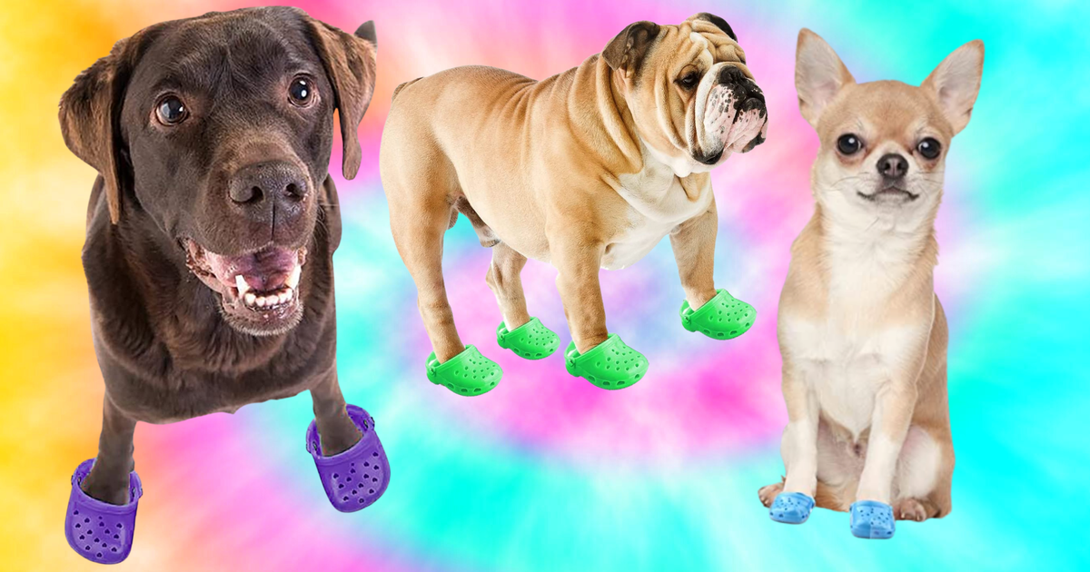 Shoes that top look like dogs