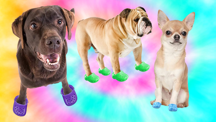 These Plastic Dog Shoes Look A Lot Like Crocs