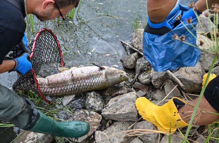 Volunteers recover dead fish from the water of the German-Polish border river Oder in Lebus, eastern Germanny, Saturday, Aug. 13, 2022. 