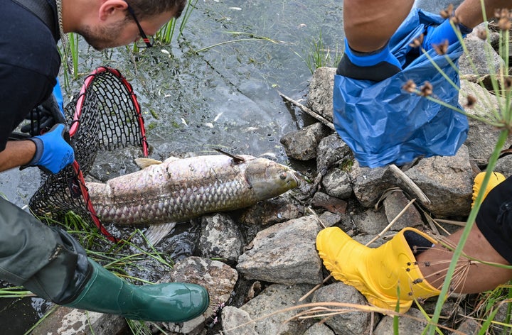 Volunteers recover dead fish from the water of the German-Polish border river Oder in Lebus, eastern Germanny, Saturday, Aug. 13, 2022.