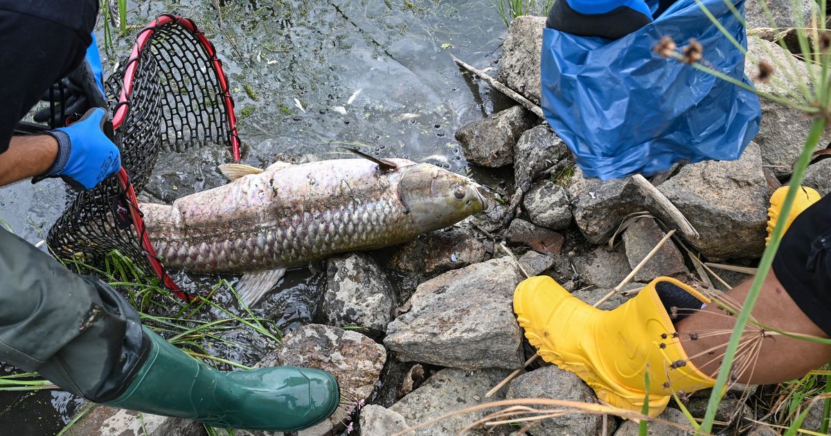 'Shocking' Fish Die-Off Sends Poland Scrambling To Determine Source