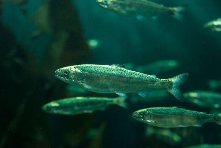 Chinook salmon were among the kinds of fish killed at a California university research and care center.