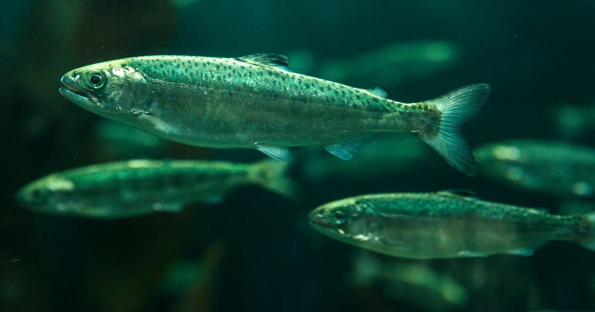 'Catastrophic Failure' At Research Center Kills About 21,000 Fish