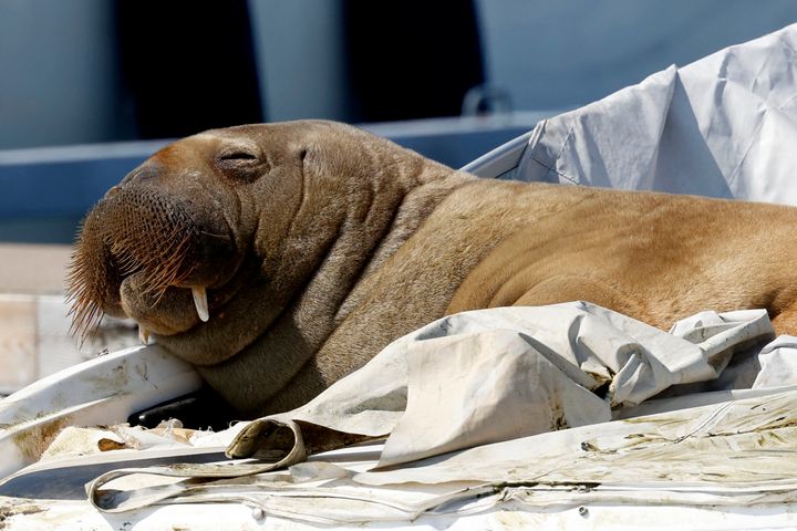 The young female walrus nicknamed Freya, seen resting on a boat in Frognerkilen, Oslo Fjord, Norway, in July, enamored Norwegians by basking in the sun and bending a few boats.