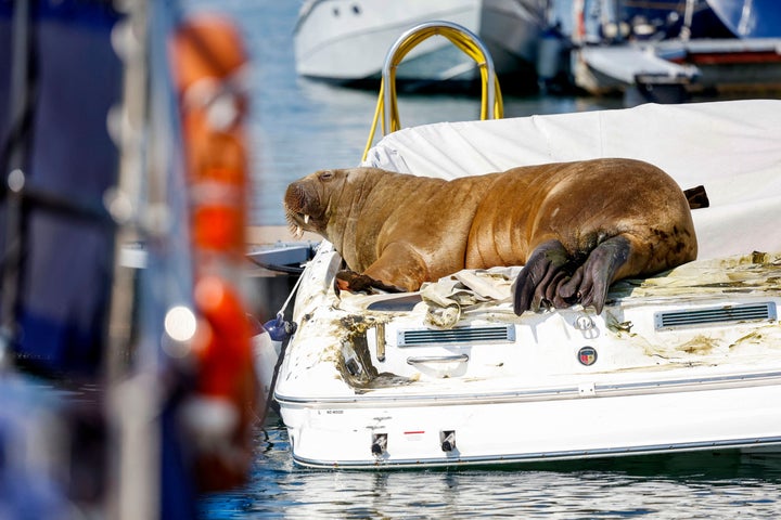 The 1,320-pound walrus, which liked to clamber on small boats, was euthanized early Sunday after authorities concluded that she posed a risk to humans.