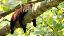  Red Panda Found In Fig Tree After Escaping Australian Zoo