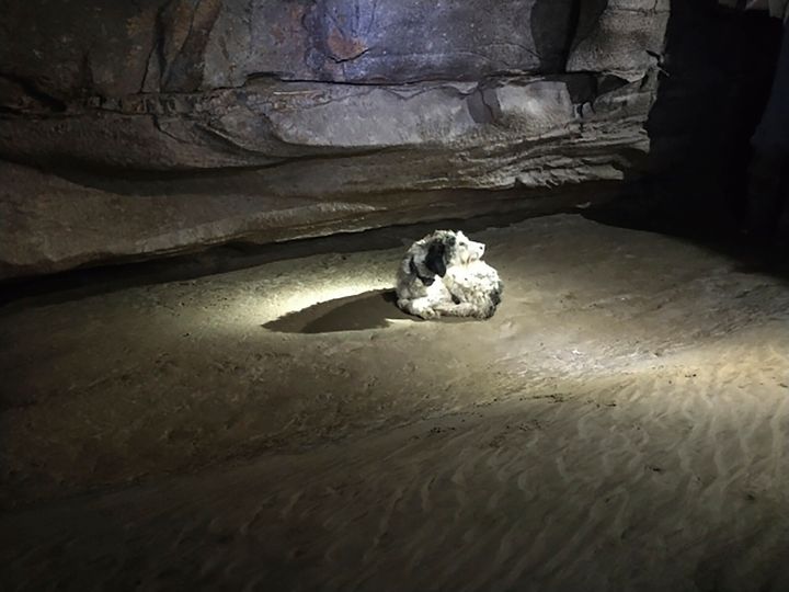 This photo provided by Gerry Keene shows a 13-year-old dog named Abby that was found by cavers on Aug. 6, 2022, at a cave in Perryville, Mo. The dog’s owner said she had been gone for nearly two months. She is regaining weight and healing. (Gerry Keene via AP)