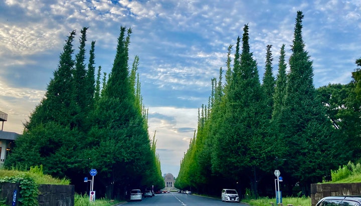 明治神宮外苑の4列いちょう並木。左手に新球場が立つ予定だ