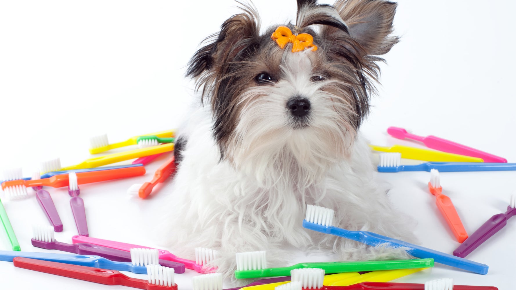Vet Recommended Dental Chews That Your Dog Will Like HuffPost Life