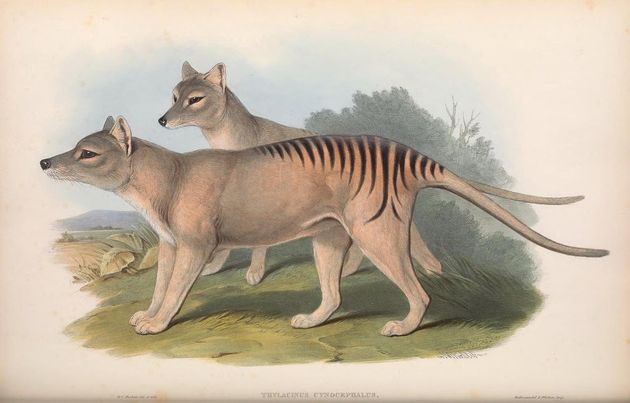 フクロオオカミの姿。19世紀の博物図鑑「オーストラリアの哺乳類」（ジョン・グールド）より