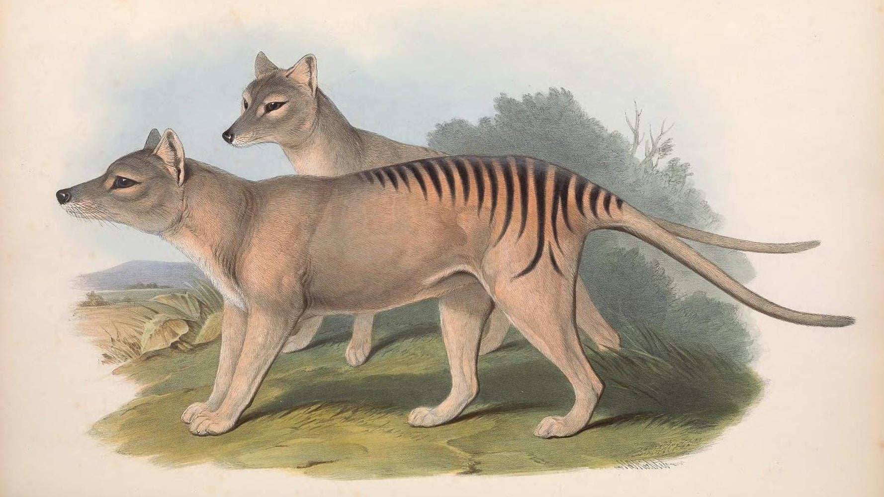 86年前に絶滅したフクロオオカミを遺伝子編集で復活へ ハイブリッド動物になる と専門家は懸念 ハフポスト News