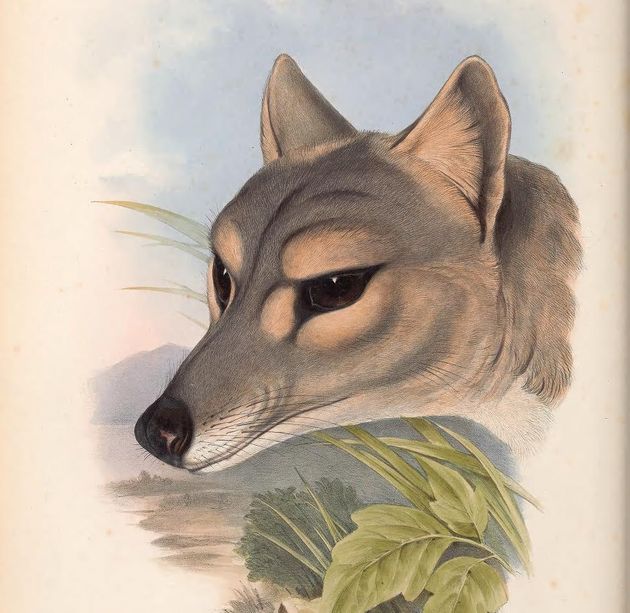 フクロオオカミの頭部。19世紀の博物図鑑「オーストラリアの哺乳類」（ジョン・グールド）より