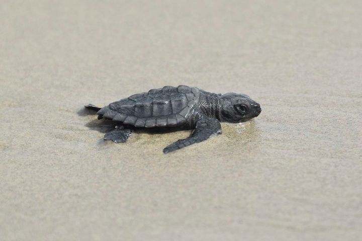This undated photo provided by the Coastal Protection and Restoration Authority in August 2022 shows a newly hatched Kemp's ridley sea turtle making its way out to the Gulf of Mexico from Louisiana's Chandeleur Islands. 