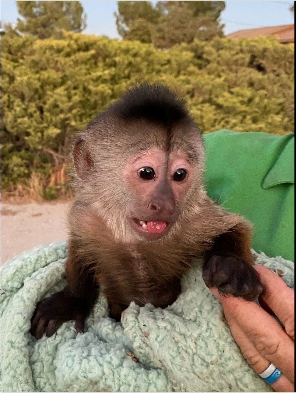 Capuchin Monkey Accused Of Calling 911 From California Zoo | HuffPost ...