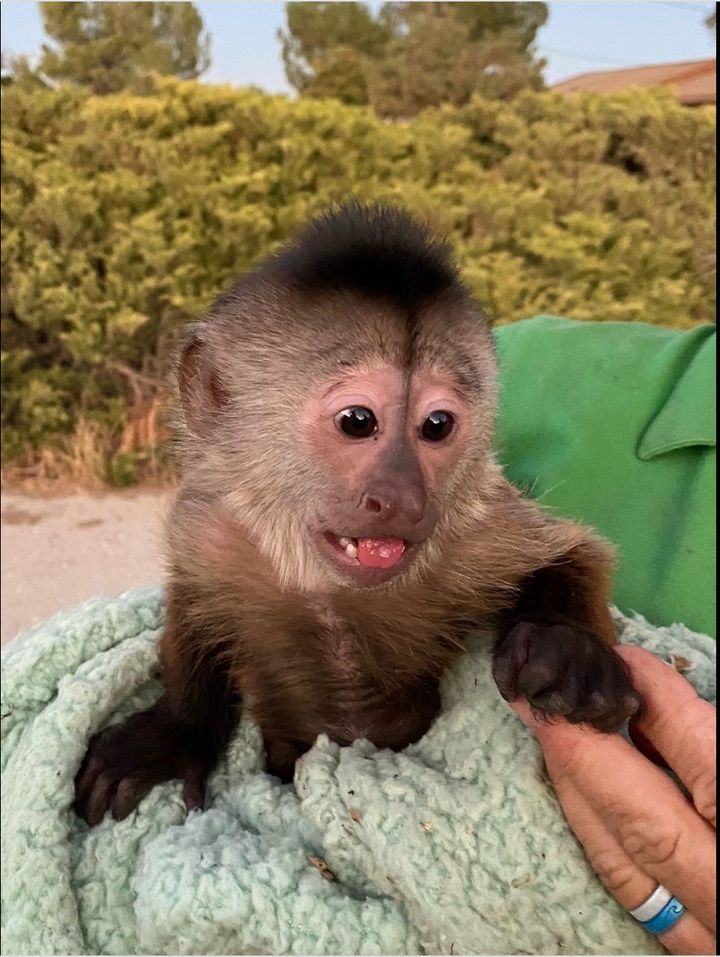 The San Luis Obispo County Sheriff’s Office believes this little Capuchin monkey called 911 from a zoo last Saturday night.