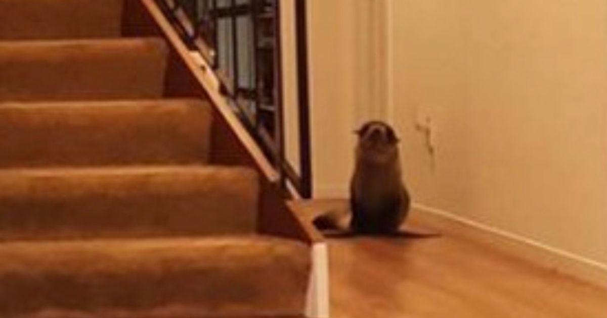 A fur seal has invaded my household, triggering trauma to the cat.  Surprising visitor to the residence of the New Zealand marine biologist |  HuffPost Planet