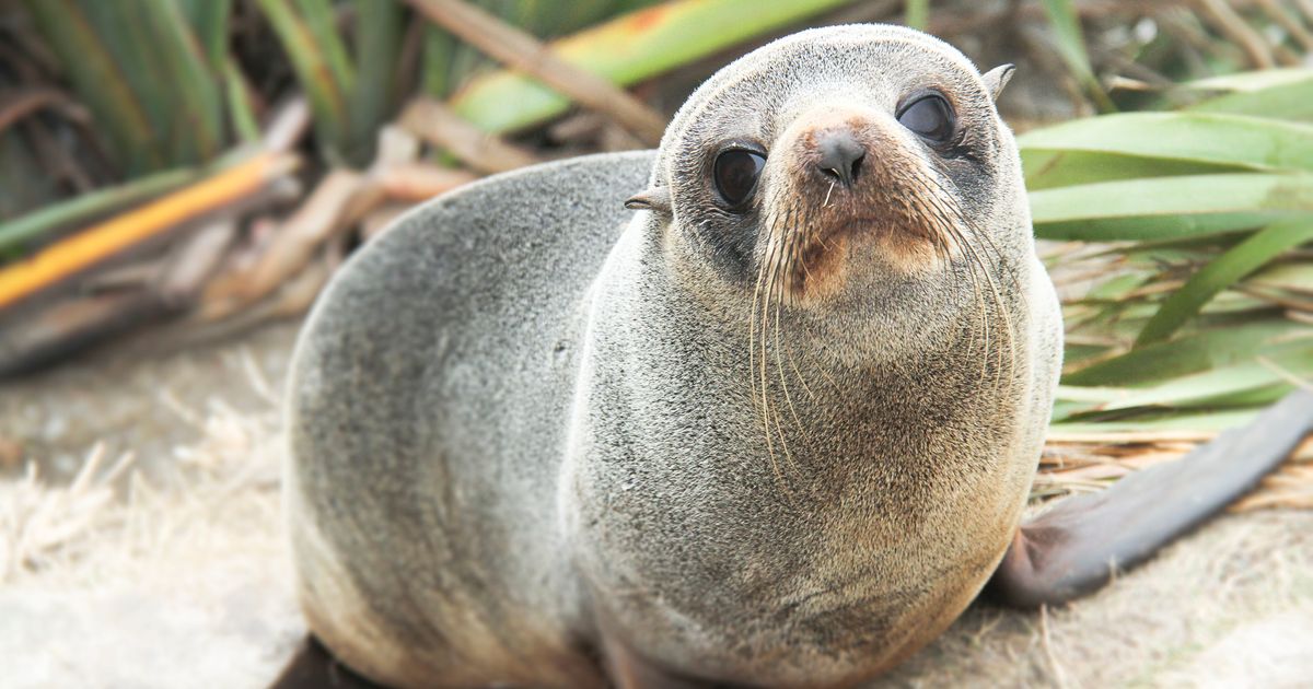 Seal Busts Into Home Through Pet Flap, Temporarily Ousts Family Cat