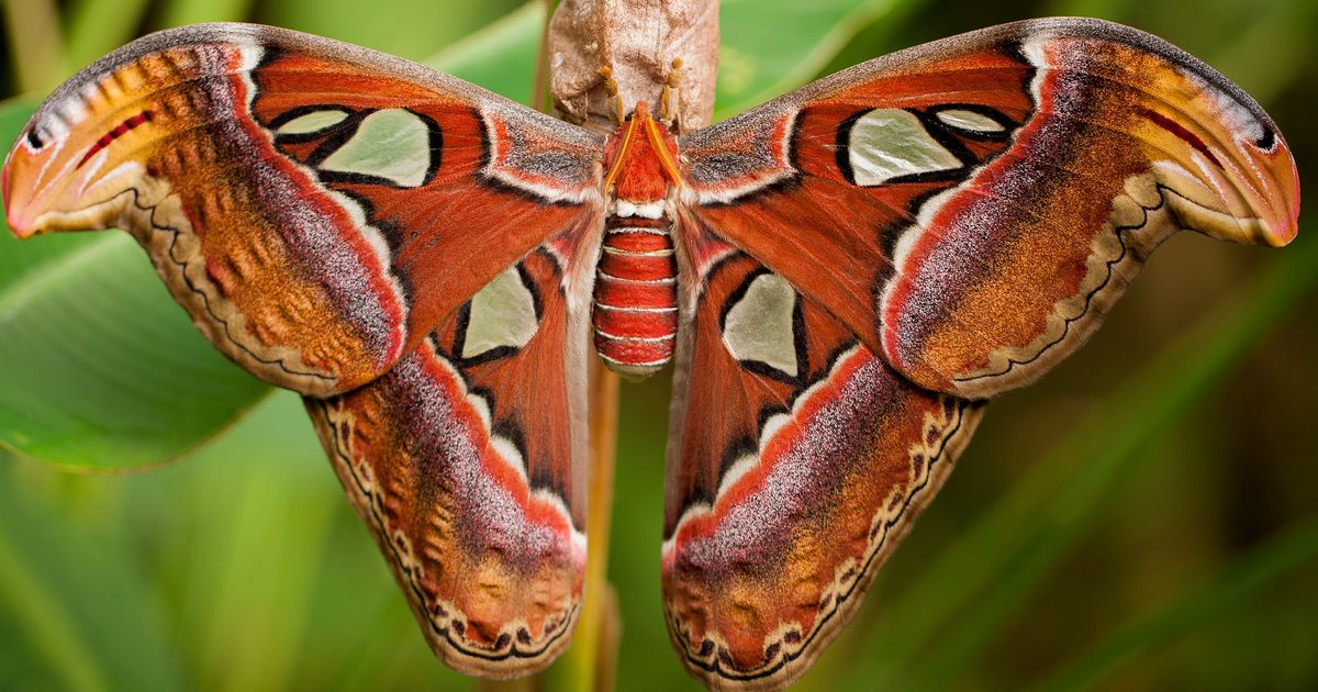 One Of The World’s Largest Moths Found In US For The First Time