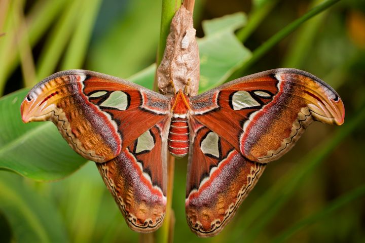 An Atlas moth, though not the particular individual seen in Washington state.