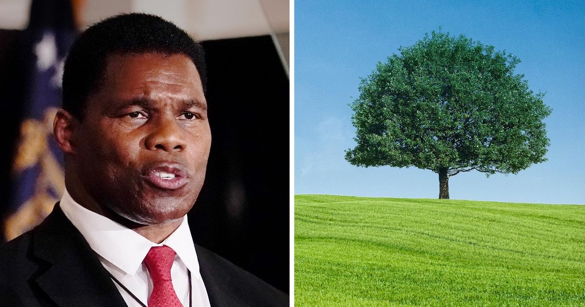 Herschel Walker: ‘Don’t We Have Enough Trees Around Here?’