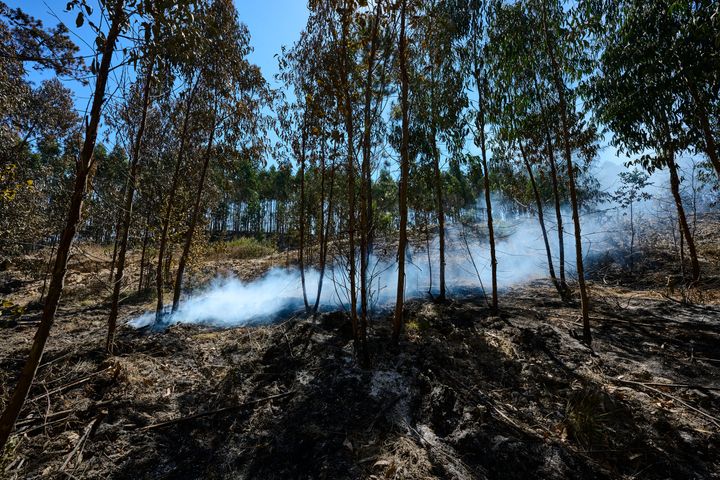 Καπνός αναδύεται από τη χόβολη που σιγοκαίει στο σημείο της πυρκαγιάς που ξέσπασε στις 17 Αυγούστου στο Caldas da Rainha, καταναλώνοντας μια έκταση περίπου 650 εκταρίων, κυρίως ευκάλυπτο, τον Αύγουστο 2022 στην Πορτογαλία.