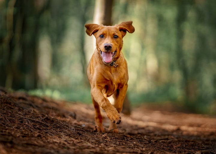 Un perro.