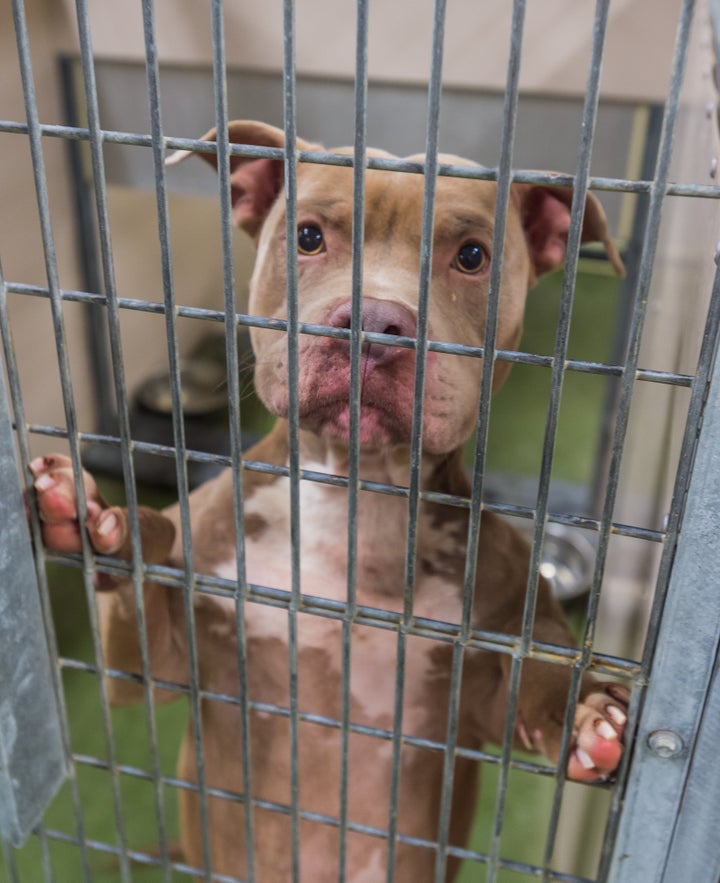 A pit bull terrier in seen in a cage at an animal shelter. In northern Michigan, more than 20 dogs have died in recent weeks from a mysterious illness that has been likened to the highly contagious canine parvovirus, officials said.