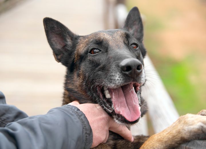 closeup of happy belgian malinois dog with his owner"r"n