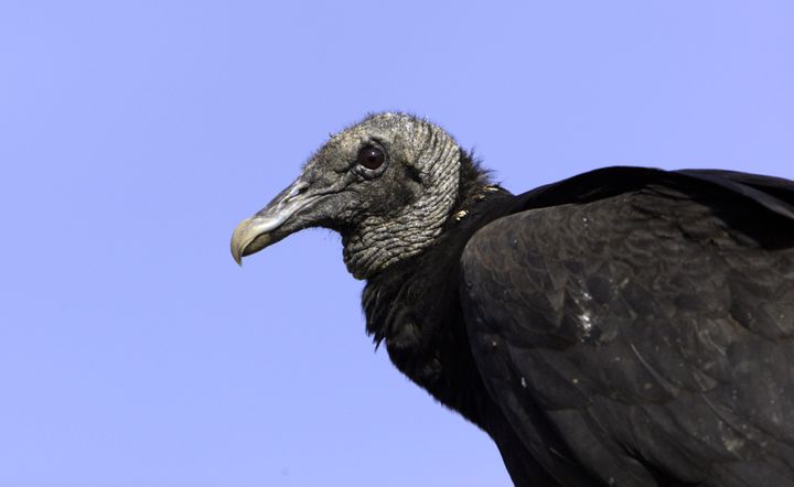 In this April 2009 photo, a black vulture perches on a fence post at Shepherd of the Hill Fish Hatchery in Branson, Missouri.