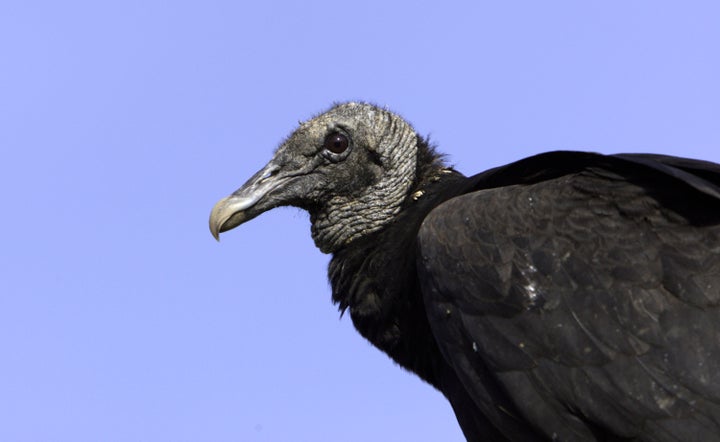 In this April 2009 photo, a black vulture perches on a fence post at Shepherd of the Hill Fish Hatchery in Branson, Missouri.