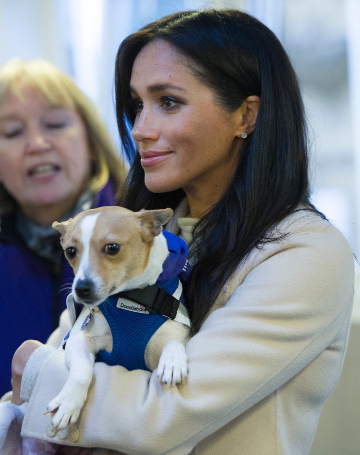 Meghan Markle's dog: You can donate to Guy's animal shelter